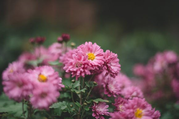 Download Violet Flowers of the Field - Flower Collection