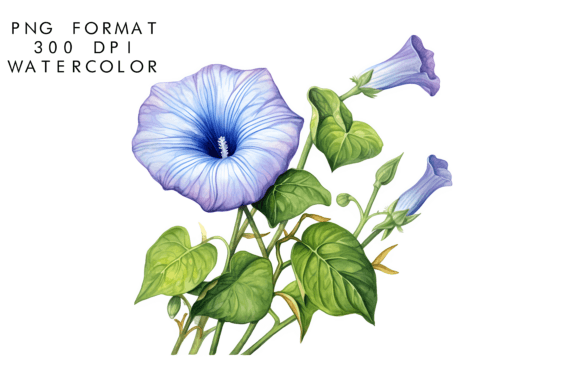 Download Watercolor Morning Glory Flower Clipart - Flower Collection