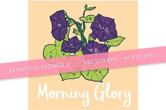 Download Morning Glory Flower Illustration 15 - Flower Collection