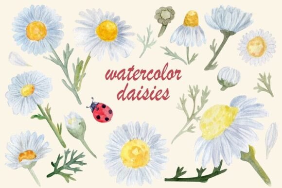 Download Watercolor Daisy Clipart, Chamomile - Daisy Collection