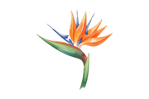 Download Watercolor Bird of Paradise Flower Art - Flower Collection