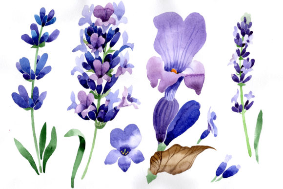 Download Purple Lavender Flowers Watercolor Macro - Lavender flowers watercolor Collection