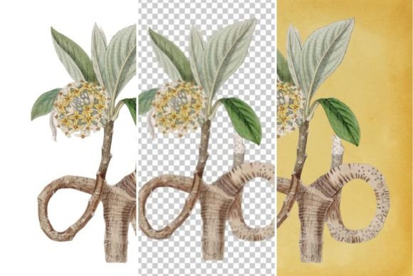 Download Vintage Flower Wall Art Printable - Flower Collection