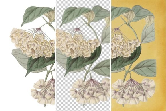 Download Vintage Flower Wall Art Printable - Flower Collection