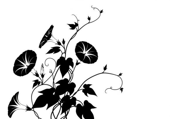 Download Black Silhouette of Morning Glory Flower - Flower Collection