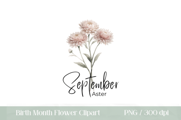 Download Birth Month Flower September Aster PNG - Flower Collection