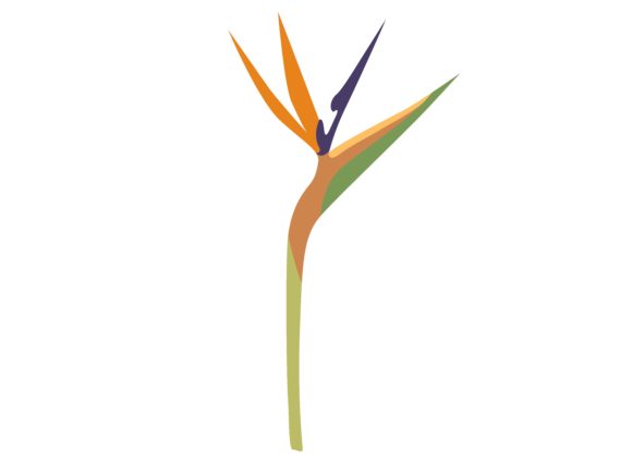Download Bird of Paradise Flower - Flower Collection