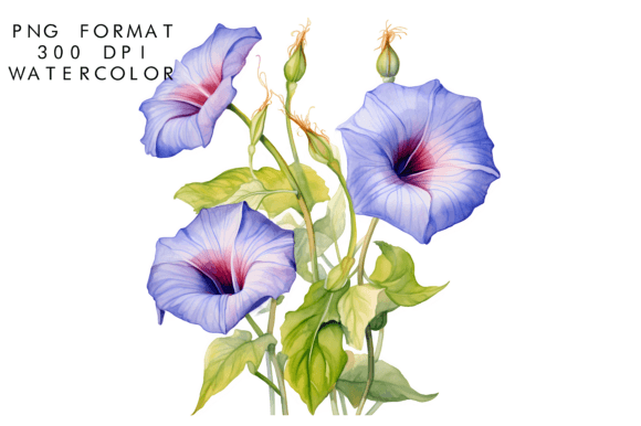 Download Watercolor Morning Glory Flower - Flower Collection