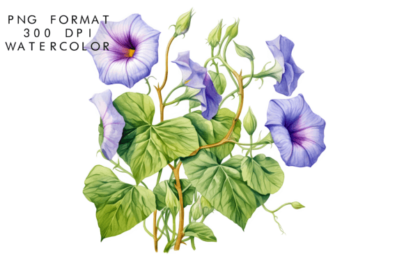 Download Watercolor Morning Glory Flower Clipart - Flower Collection