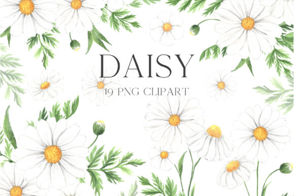 Download Watercolor Daisy Flower Clipart - Daisy Collection