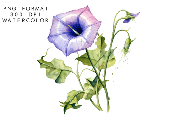 Download Watercolor Morning Glory Flower - Flower Collection
