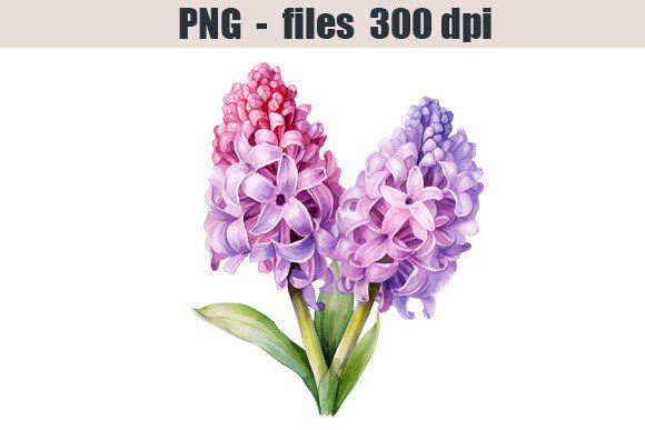 Download Hyacinth Flower Watercolor Clipart - Flower Collection