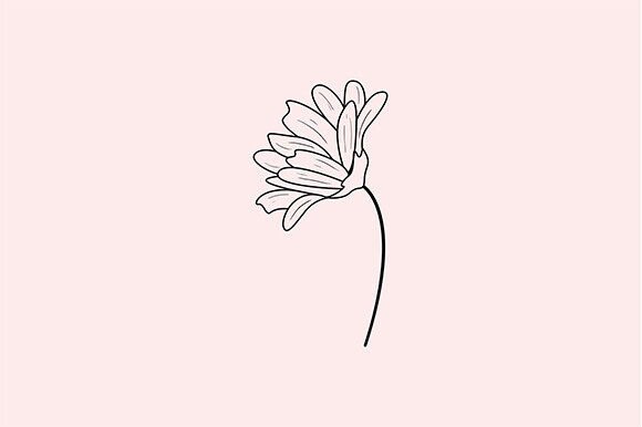 Download Aster Flower with Line Art Style - Flower Collection