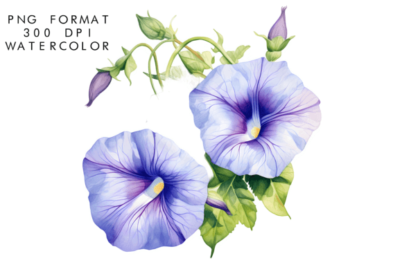 Download Watercolor Morning Glory Flower Clipart - Flower Collection