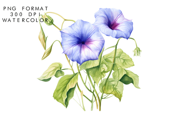 Download Watercolor Morning Glory Flower - Flower Collection