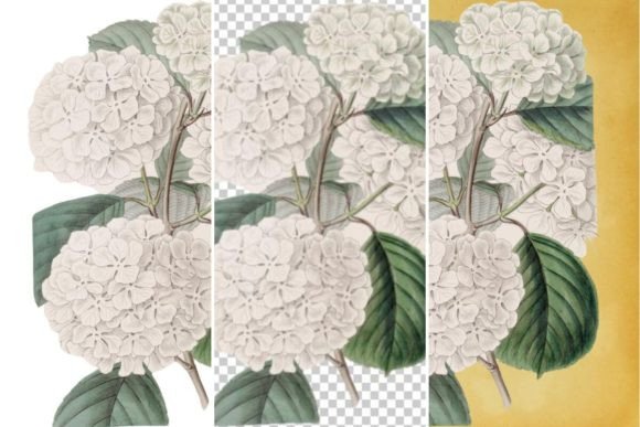 Download Vintage Flower Wall Art Printable - Flower Collection