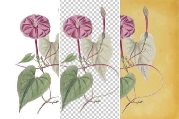 Download Vintage Flower Wall Art Printable - Flower Collection