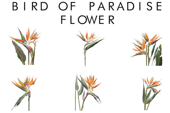 Download Bird of Paradise Flower Clipart - Flower Collection