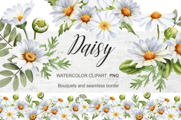 Download Watercolor Daisy Clipart Chamomile - Daisy Collection