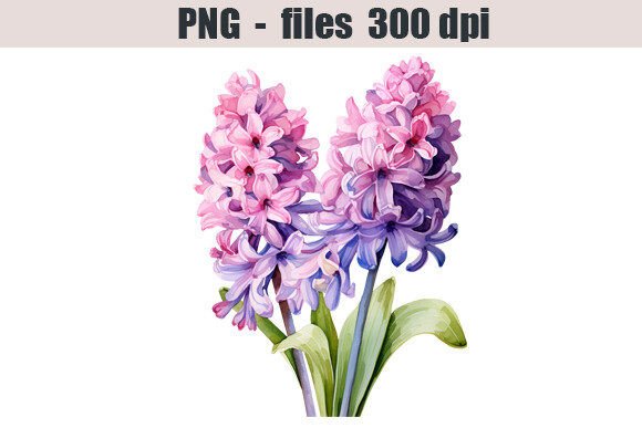 Download Hyacinth Flower Watercolor Clipart - Flower Collection