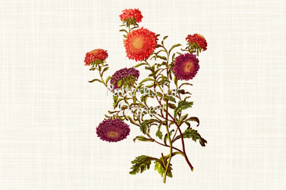 Download Pink &amp; Purple Aster Flower Clip Art - Flower Collection