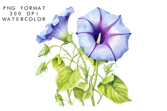 Download Watercolor Morning Glory Flower Clipart - Flower Collection