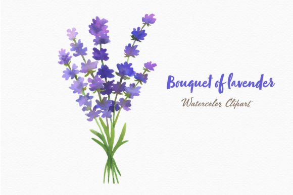 Download Lavender Flowers Watercolor Bouquet Png - Lavender flowers watercolor Collection