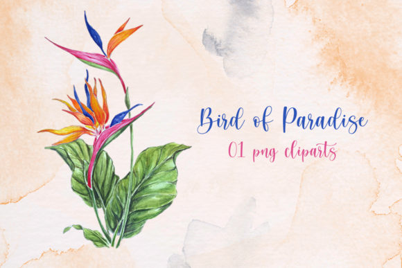 Download Bird of Paradise Flower Clip Art - Flower Collection