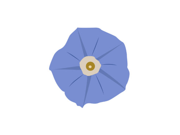 Download Morning Glory Flower - Flower Collection