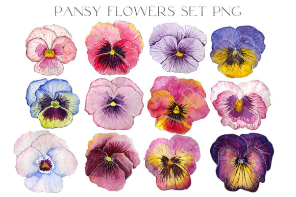 Download 12 Watercolor Pansy Flower Buds PNG - Flower Collection