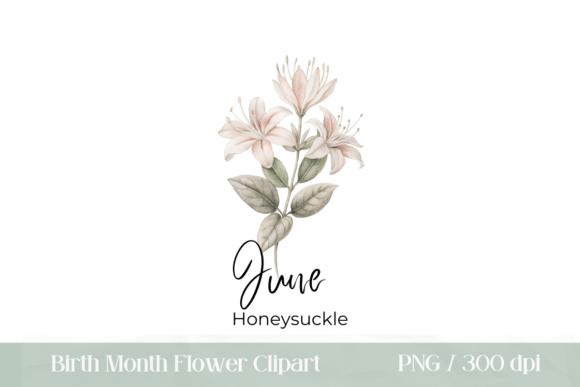 Download June Birth Flower Honeysuckle PNG - Flower Collection