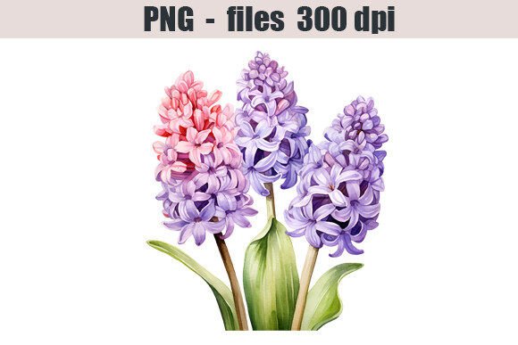 Download Hyacinth Flower Watercolor Clipart - Flower Collection