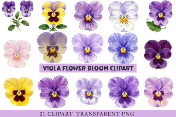 Download Viola Flower Bloom Clipart - Flower Collection