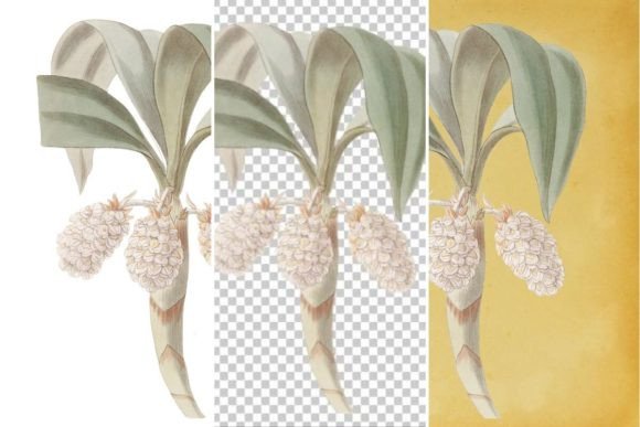 Download Vintage Flower Wall Art Printable - Flower Collection