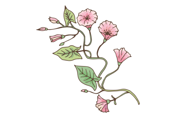 Download Bindweed Branch. Morning Glory Flower - Flower Collection