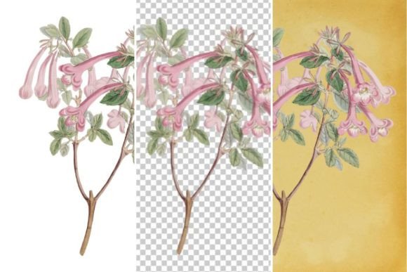 Download Vintage Flower Wall Art Printable - Flower Collection