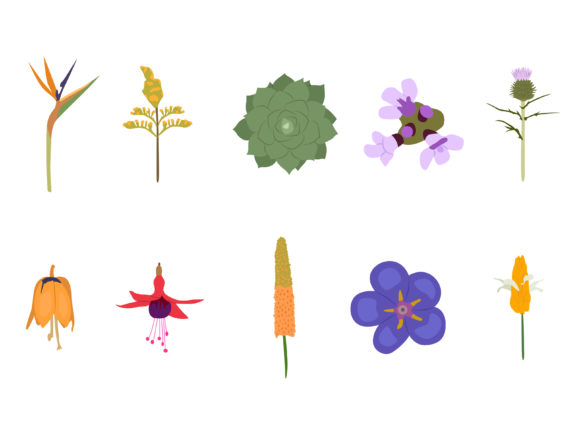 Download Bird of Paradise Flower - Flower Collection
