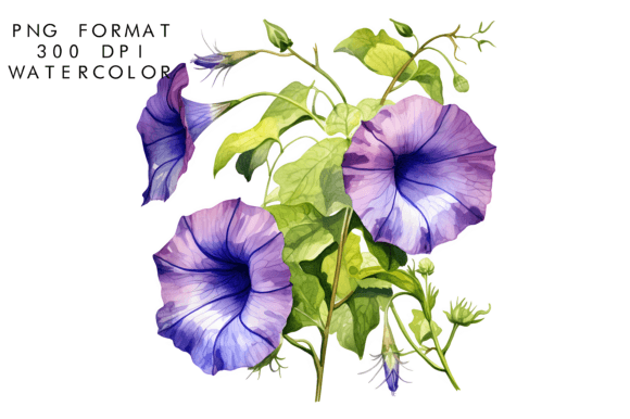 Download Watercolor Morning Glory Flower - Flower Collection