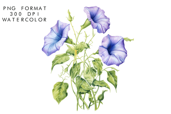 Download Watercolor Morning Glory Flower Clipart - Flower Collection