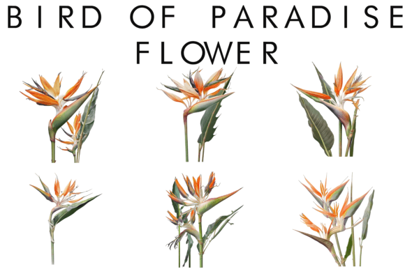 Download Watercolor Bird of Paradise Flower - Flower Collection