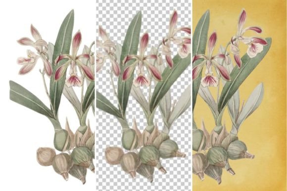 Download Vintage Flower Wall Art Printable - Flower Collection