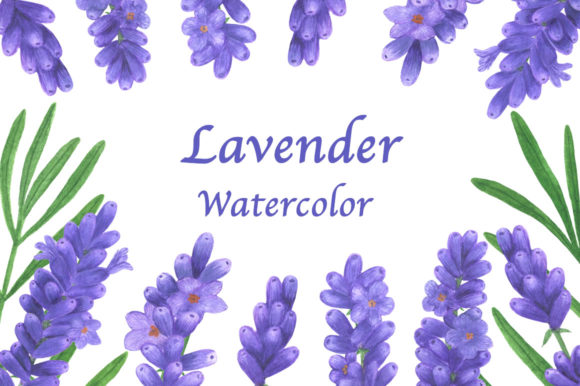 Download Collection Lavender Flowers Watercolor - Lavender flowers watercolor Collection
