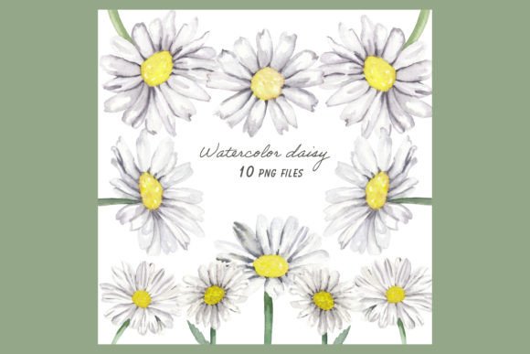 Download Daisy Flowers Watercolor Clipart 10 Png - Daisy Collection