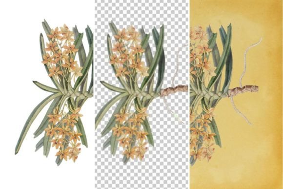 Download Vintage Flower Wall Art Printable - Flower Collection