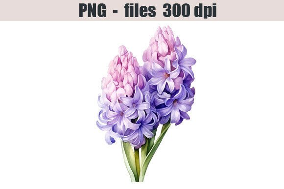 Download Hyacinth Flower Watercolor Clipart - Flower Collection