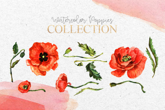 Download Red Poppies Flowers Clipart Watercolor - Flower Collection