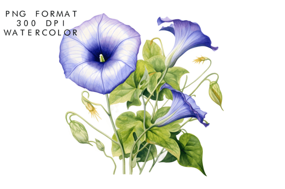 Download Watercolor Morning Glory Flower - Flower Collection